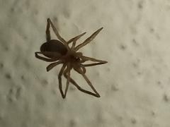 Filistata insidiatrix