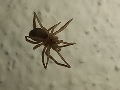 Filistata insidiatrix