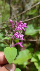 Scutellaria seleriana
