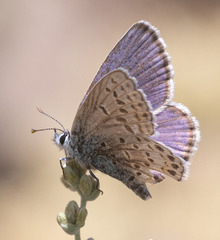 Plebejus fridayi