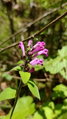 Scutellaria seleriana