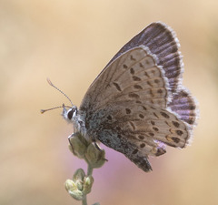 Plebejus fridayi