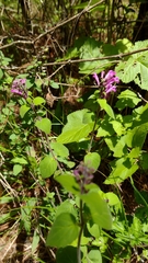 Scutellaria seleriana