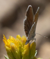 Brephidium exilis