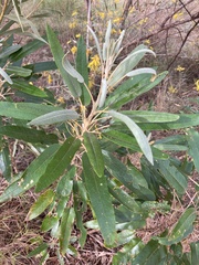 Astrotricha intermedia