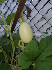 Cucumis melo