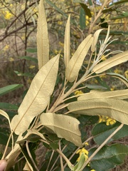 Astrotricha intermedia