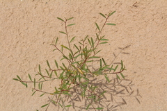 Phyllanthus warnockii