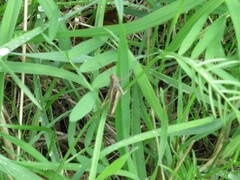 Chorthippus brunneus