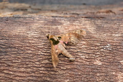 Adhemarius roessleri