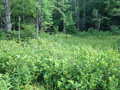 Platanthera ciliaris