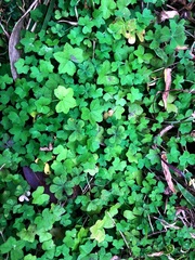 Hydrocotyle acutiloba