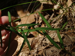 Euphorbia discoidalis
