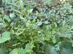 Crataegus gaylussacia