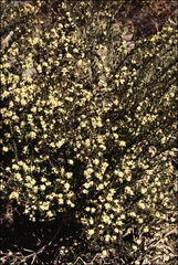 Micrantheum hexandrum