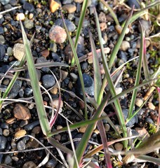 Alopecurus magellanicus