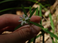Euphorbia discoidalis