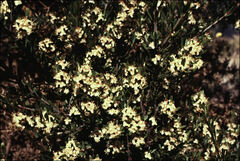 Micrantheum hexandrum