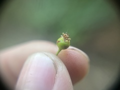 Crataegus gaylussacia
