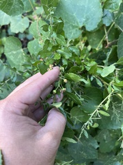 Crataegus gaylussacia