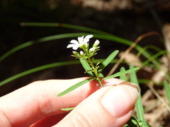 Euphorbia discoidalis