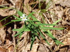 Euphorbia discoidalis