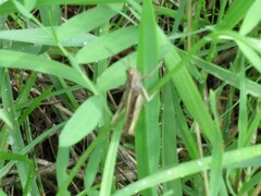 Chorthippus brunneus