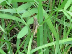 Chorthippus brunneus