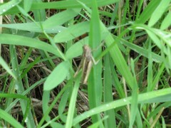 Chorthippus brunneus