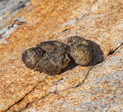 Marmota flaviventris