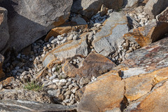 Marmota flaviventris
