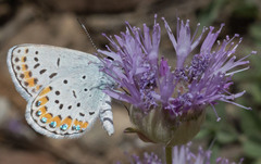 Plebejus fridayi