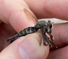 Promachus truquii