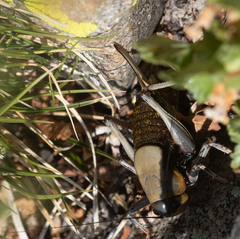 Anabrus simplex