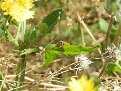 Polistes aurifer