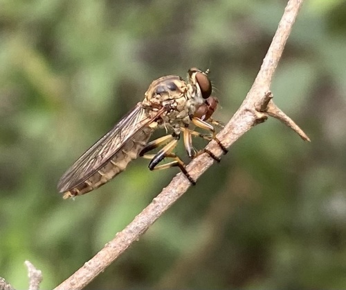 Yellow-legged Plumetop