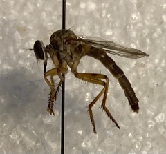 Ommatius baboquivari