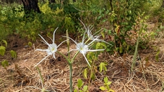 Hymenocallis occidentalis eulae