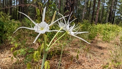 Hymenocallis occidentalis eulae