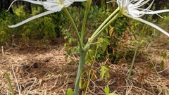 Hymenocallis occidentalis eulae