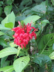 Pachystachys coccinea