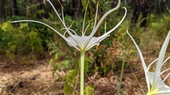 Hymenocallis occidentalis eulae