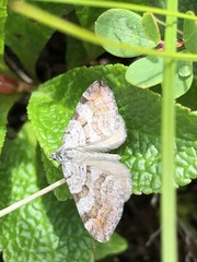 Xanthorhoe abrasaria