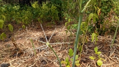 Hymenocallis occidentalis eulae