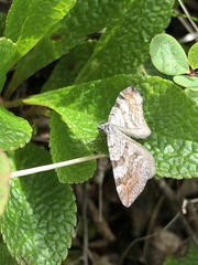 Xanthorhoe abrasaria