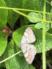 Xanthorhoe abrasaria