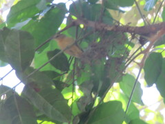 Myrmotherula menetriesii