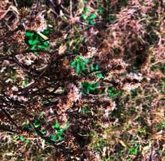 Pterocaulon redolens