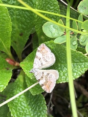 Xanthorhoe abrasaria