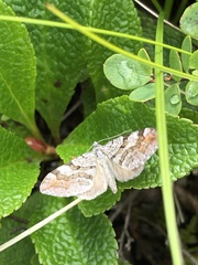 Xanthorhoe abrasaria